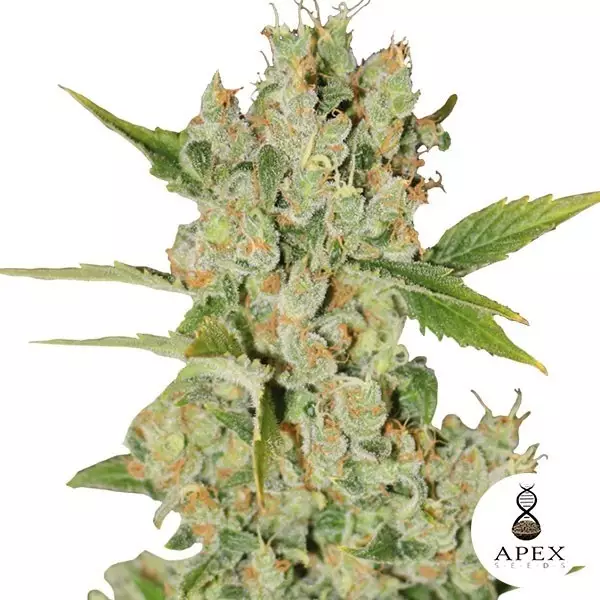 Sicht Auto Kalashnikov