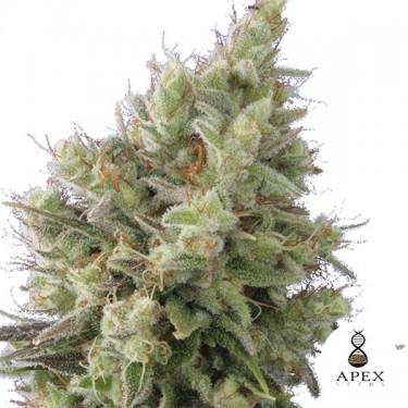 View Auto Insomnia Samen von Apex Seeds - Günstig anbauen