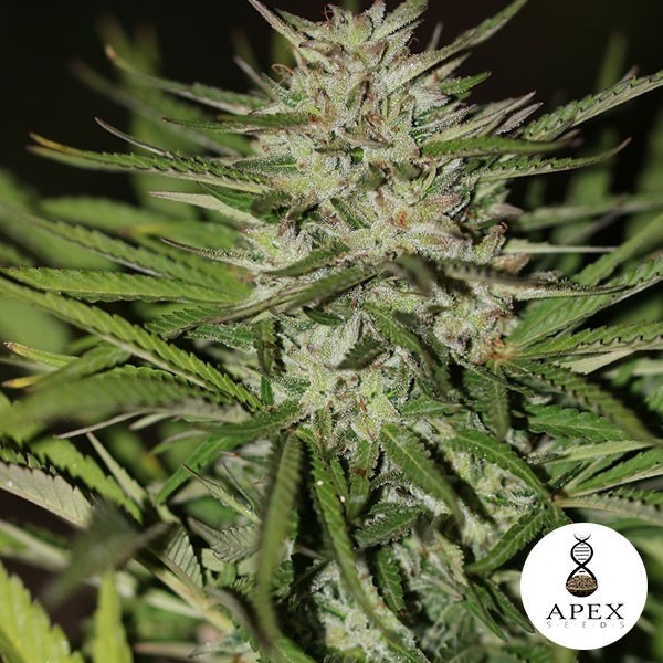 View Auto Critical XXL