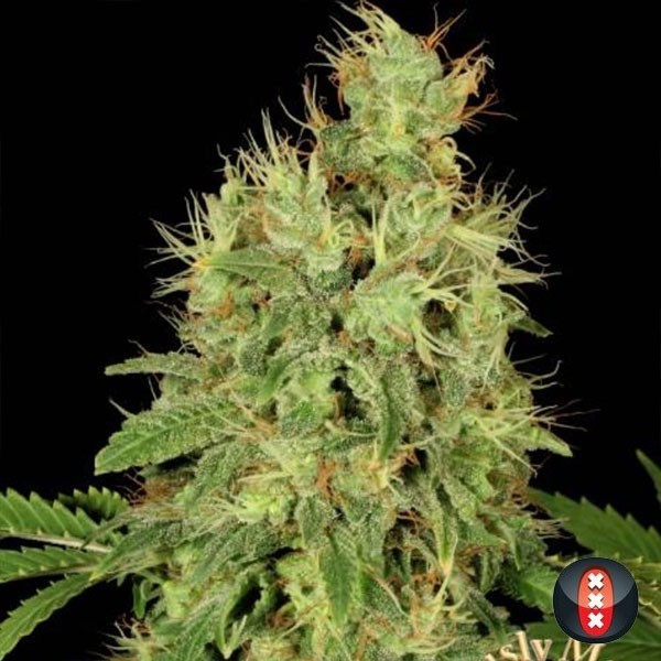View CBD Warlock planta de marihuana