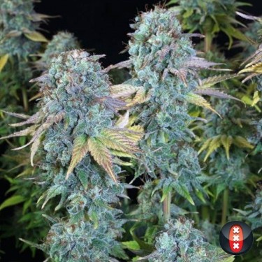 Ernste Freude von Serious Seeds feminisiert - Grow Billig