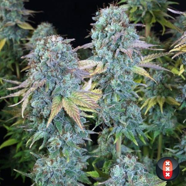 View Ernste Freude von Serious Seeds feminisiert - Grow Billig