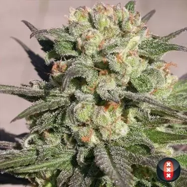 Warlock von Serious Seeds feminisiert - GB The Green Brand