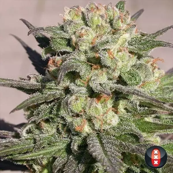 Sicht Warlock von Serious Seeds feminisiert - GB The Green Brand