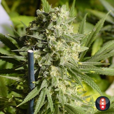 Double Dutch von Serious Seeds feminisiert - GB The Green Brand