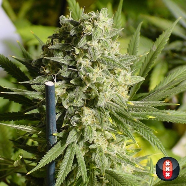 View Double Dutch von Serious Seeds feminisiert - GB The Green Brand