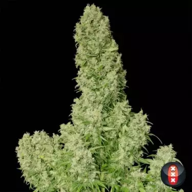 White Russian von Serious Seeds feminisiert - GB The Green Brand
