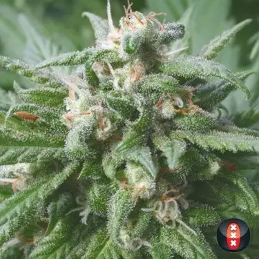 Biddy Early von Serious Seeds feminisiert - Günstig anbauen