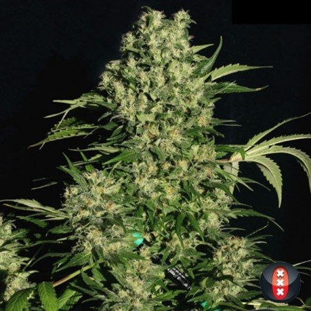 Chronic von Serious Seeds feminisiert - GB The Green Brand