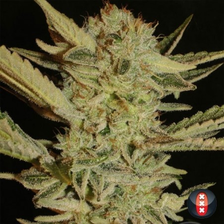 Feminisierte Bubble Gum von Serious Seeds - Günstig anbauen