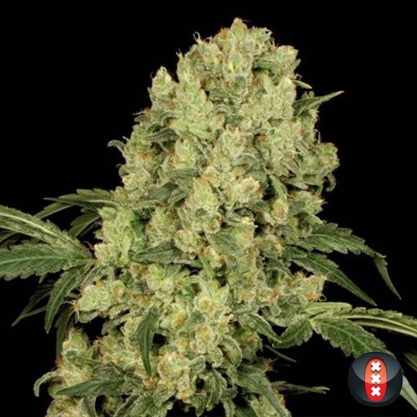 View AK-47 Regulär von Serious Seeds Samen - Günstig Anbauen