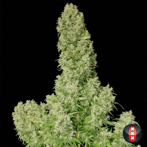 View White Russian regular planta de marihuana