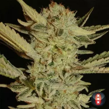 Bubble Gum regulär von Serious Seeds - Günstig anbauen