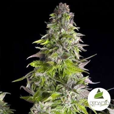 View Romulan von Pyramid Seeds kaufen - Günstig anbauen