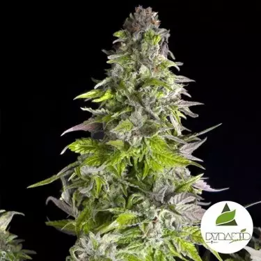 Romulan von Pyramid Seeds kaufen - Günstig anbauen