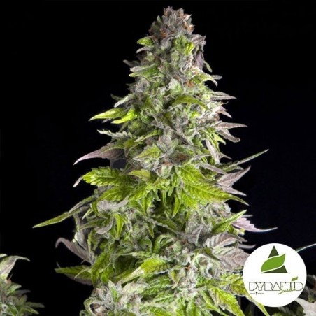 Romulan von Pyramid Seeds kaufen - Günstig anbauen