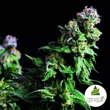 Purple Urkle von Pyramid Seeds kaufen - Günstig anbauen