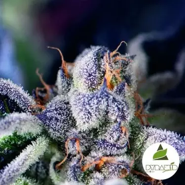 Cookies USA Pyramid Seeds Feminized kaufen - Günstig Grow