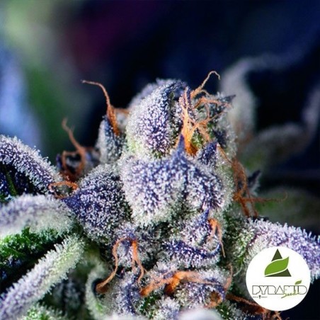 Cookies USA Pyramid Seeds Feminized kaufen - Günstig Grow