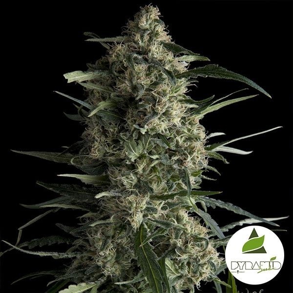 View Galaxy CBD Pyramid Seeds Feminisiert kaufen - günstig anbauen