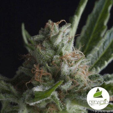 View Shark CBD Pyramid Seeds Feminisierte kaufen - Günstig anbauen