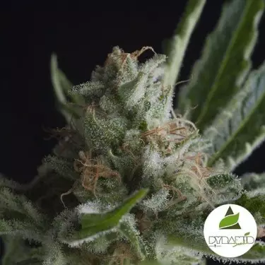 Shark CBD Pyramid Seeds Feminisierte kaufen - Günstig anbauen
