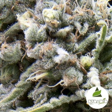 View White Widow CBD