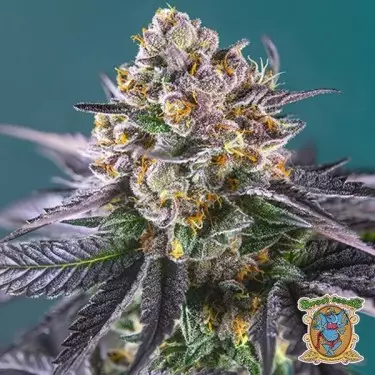 Red Strawberry Banana Auto Sweet Seeds - Günstig anbauen