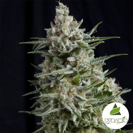 Anesthesia CBD von Pyramid Seeds kaufen - Günstig Wachsen