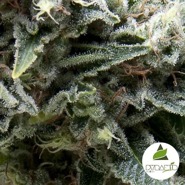 View Auto New York City CBD Pyramid Seeds kaufen - günstig anbauen