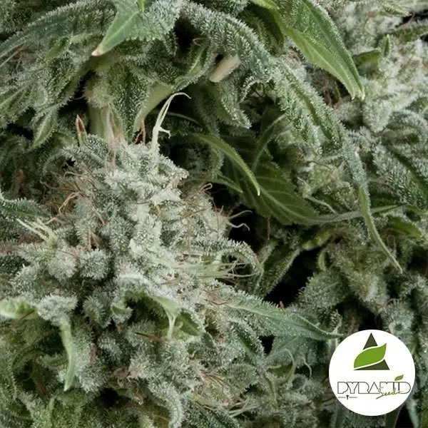 Sicht Auto Northern Lights CBD