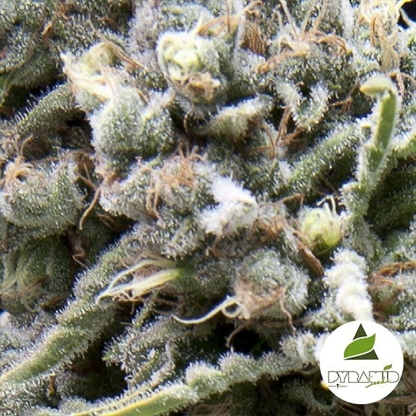 View Auto White Widow CBD
