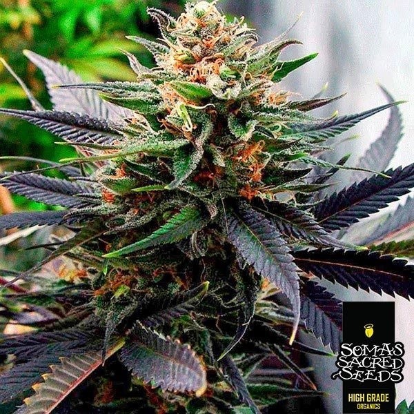 View Plante de cannabis Lavender