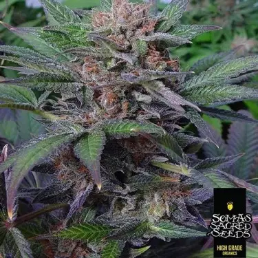 Somango, feminisierte Sorte von Soma Seeds - GB The Green Brand