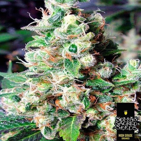 NYC Diesel feminisierte Sorte von Soma Seeds - Grow Barato