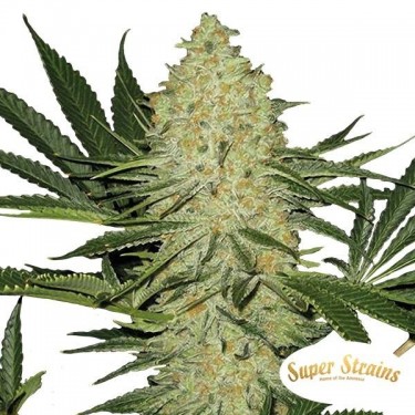Die Kakerlake von Super Strains 100% feminisiert - Günstig anbauen