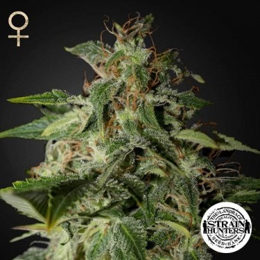 View Afgooey - Strain Hunters Seed Bank