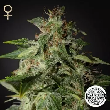 Afgooey - Strain Hunters Seed Bank