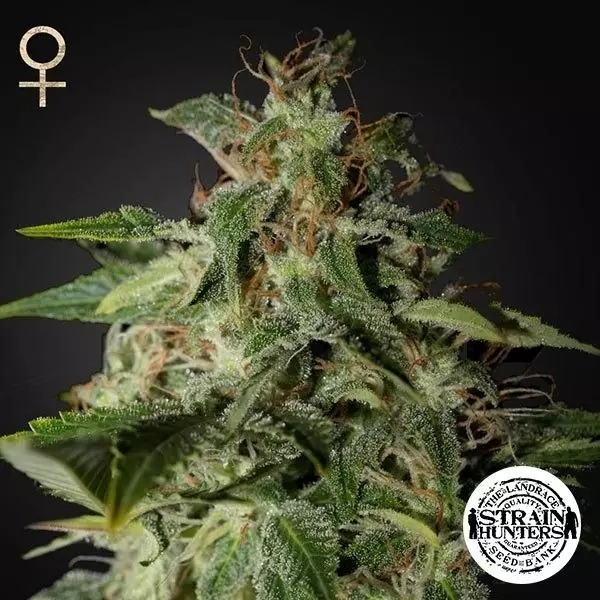 Sicht Afgooey - Strain Hunters Seed Bank