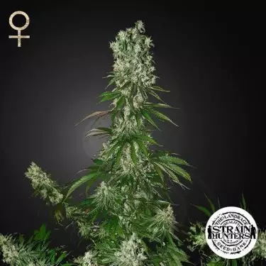 White Strawberry Skunk von Strain Hunters Seed - Günstig Anbauen