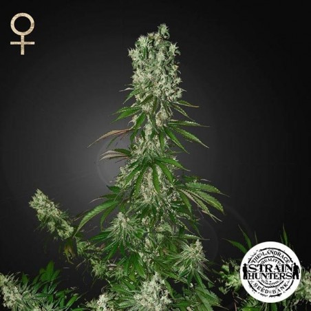 White Strawberry Skunk von Strain Hunters Seed - Günstig Anbauen