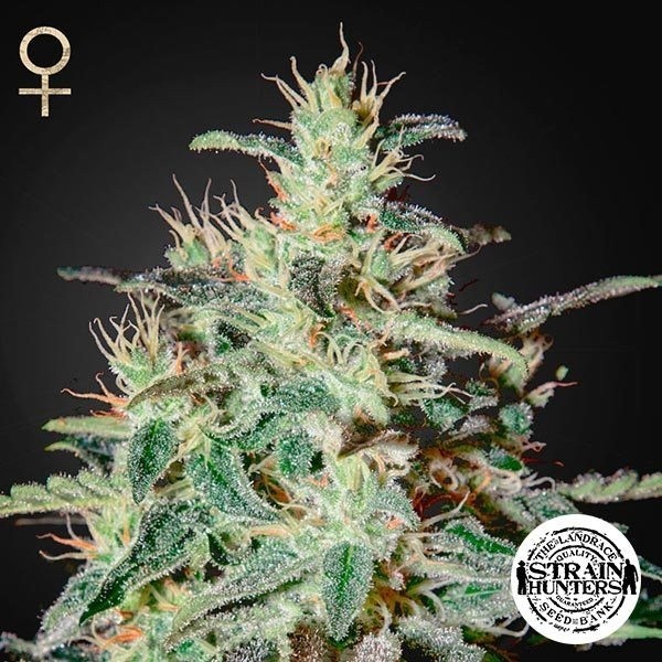 View Weiße Zitrone von Strain Hunters Seed Bank - Günstig Anbauen