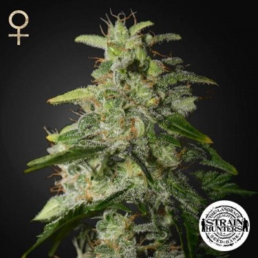 View Money Maker vom Strain Hunters Seed Bank - Günstig anbauen