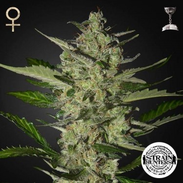 Flowerbomb Kush