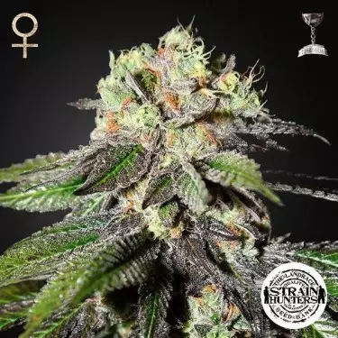 Caboose feminisiert von Strain Hunters Seeds - Günstig anbauen