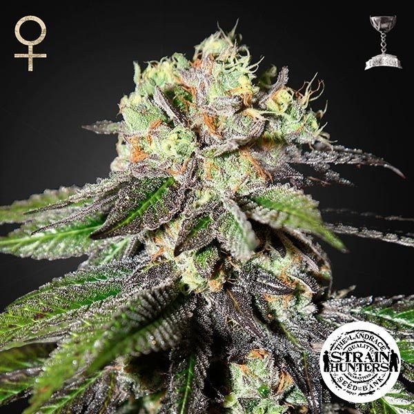 View Caboose feminisiert von Strain Hunters Seeds - Günstig anbauen