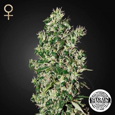 View Großer Zahn Fem von Strain Hunters Seed Bank - Günstig anbauen