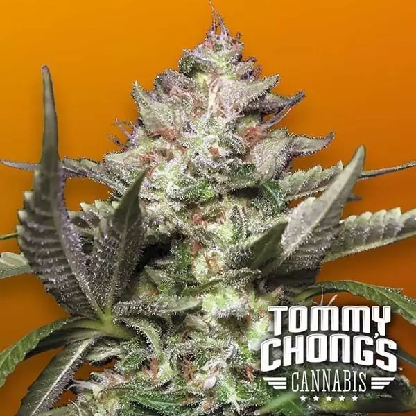 Sicht Auto Kong 4 Paradise Seeds Autoblühend - Günstig Anbauen