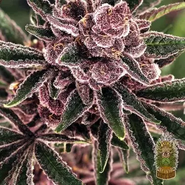 Kaufen Sie Tropical Fuel Exotic Seed - GB The Green Brand