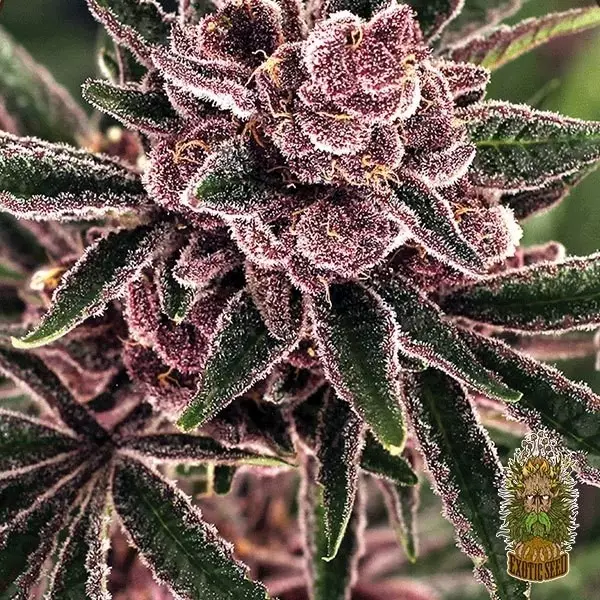 Kaufen Sie Tropical Fuel Exotic Seed - GB The Green Brand